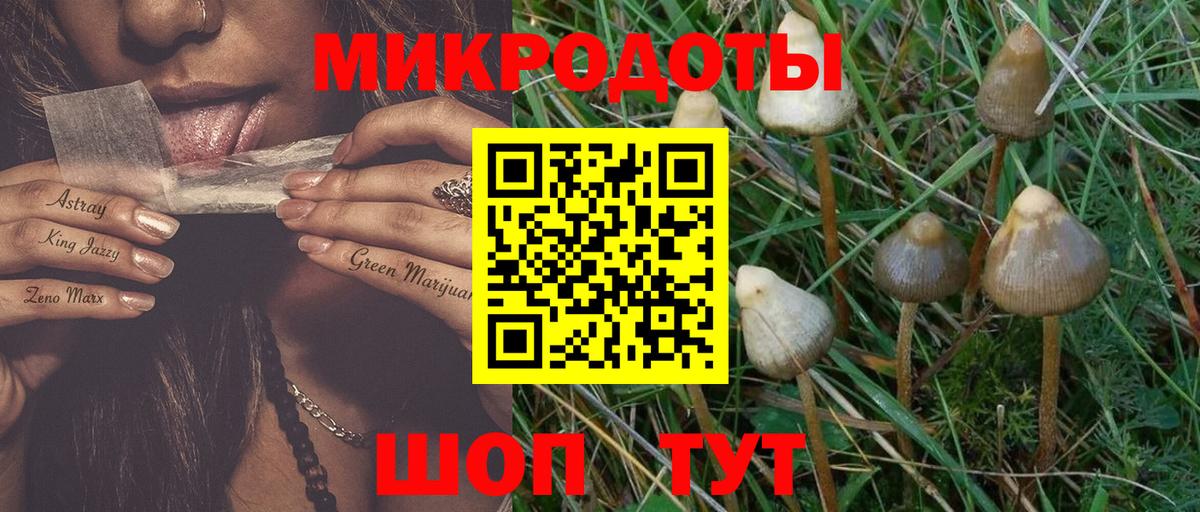 Псилоцибиновые грибы Psilocybe Екатеринбург